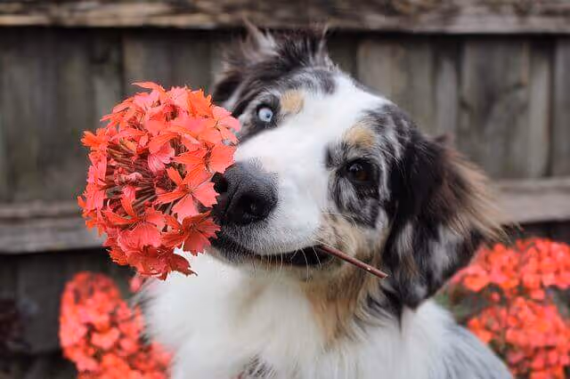 homéopathie-chien