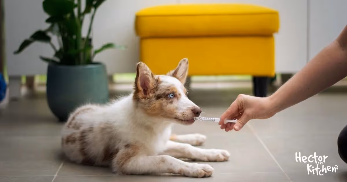 Vermifugation chez le chien : pourquoi c'est indispensable