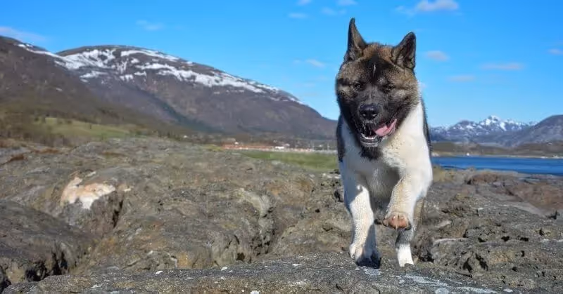 Akita américain noir et blanc
