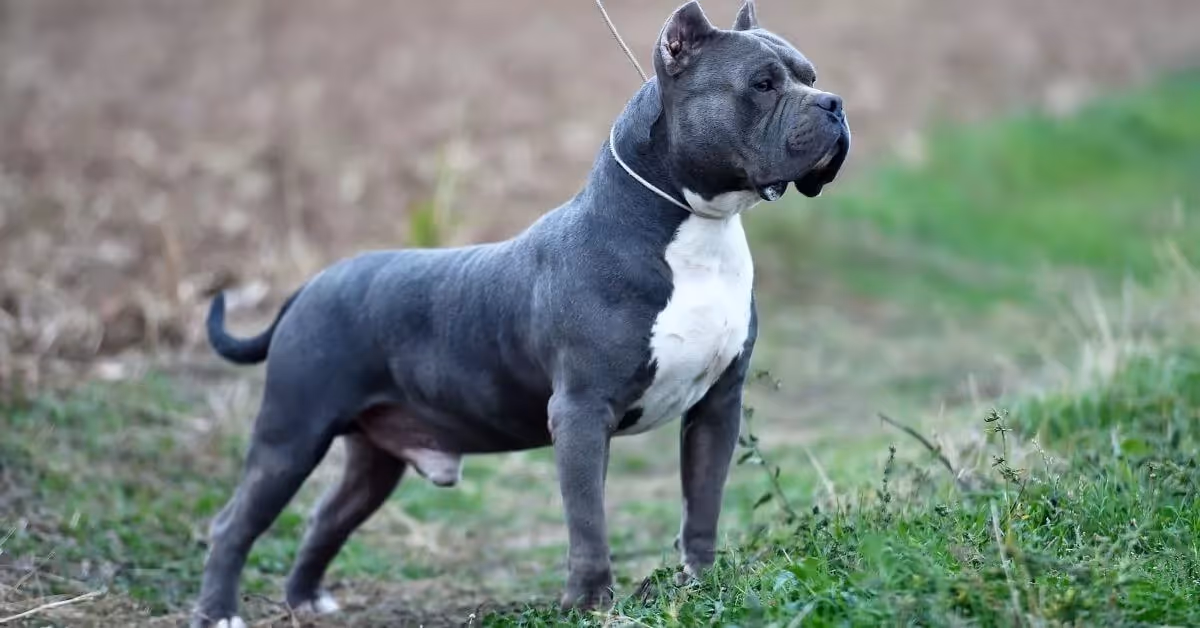 Chien American Bully