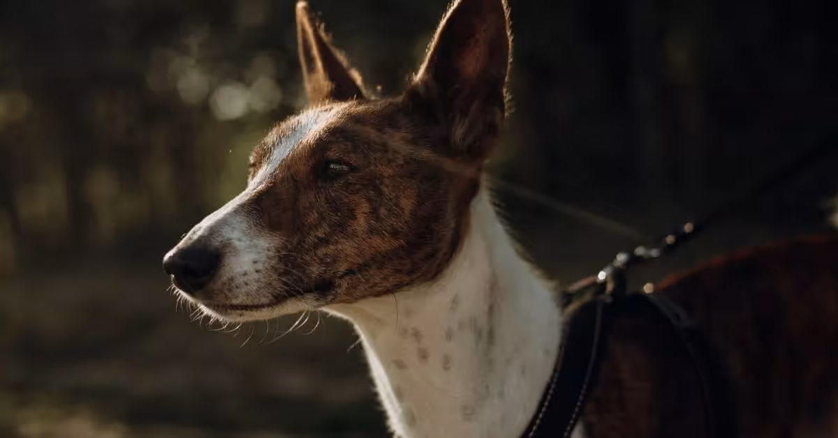 Chien Basenji