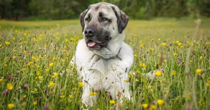Chien Berger d’Anatolie