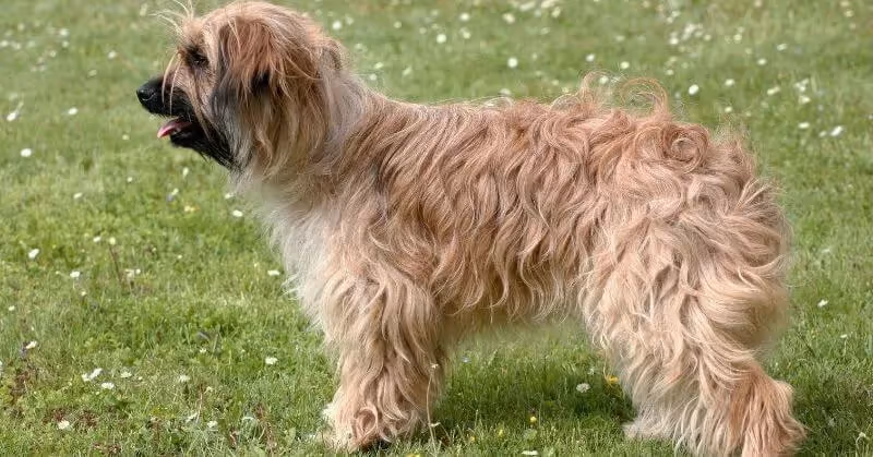 Chien Berger des Pyrénées à poil long