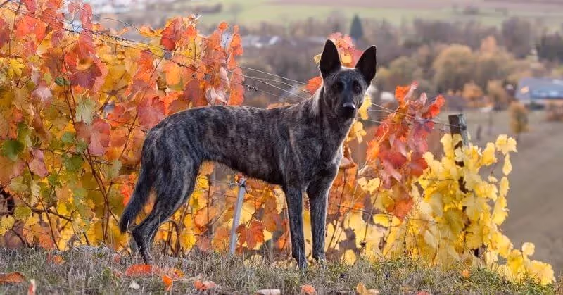 Chien Berger hollandais