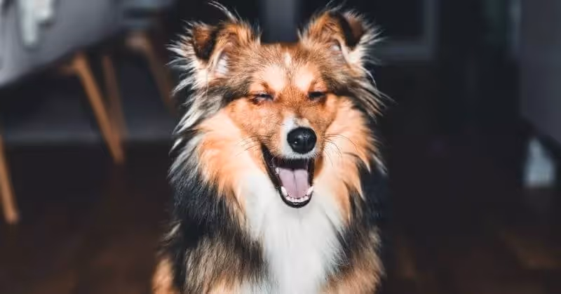 Chien Berger des Shetland