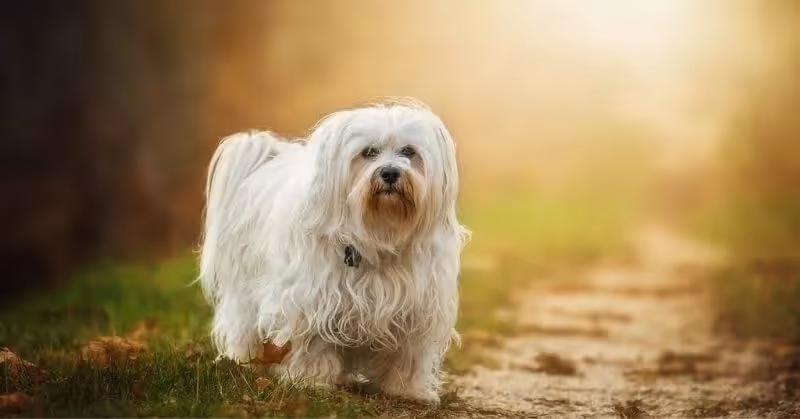 Chien blanc Bichon havanais