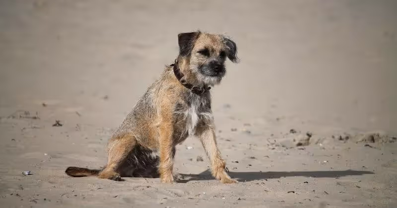 Chien Border Terrier