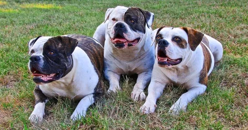 Trois bouledogues américains