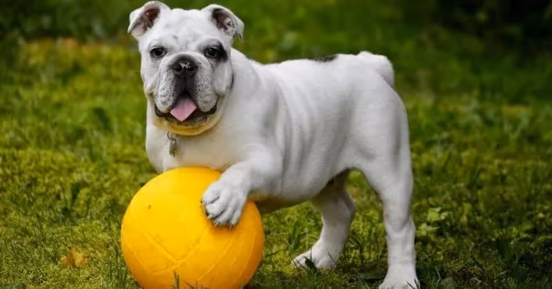 Chien Bouledogue anglais