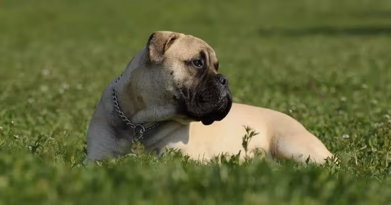 Chien molosse Bullmastiff