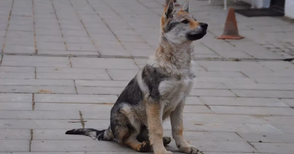 Chien-loup tchécoslovaque