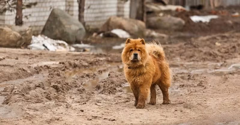 Chien calme Chow-Chow