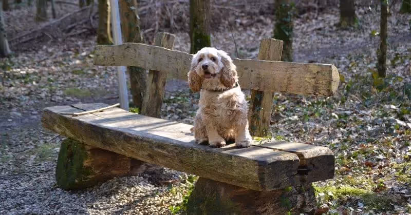 Chien Cocker américain