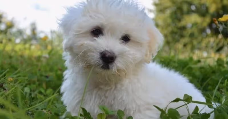Chien Coton de Tuléar