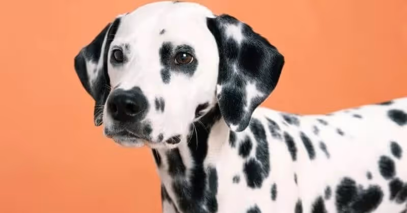 Chien Dalmatien