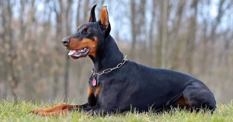 Chien garde Dobermann