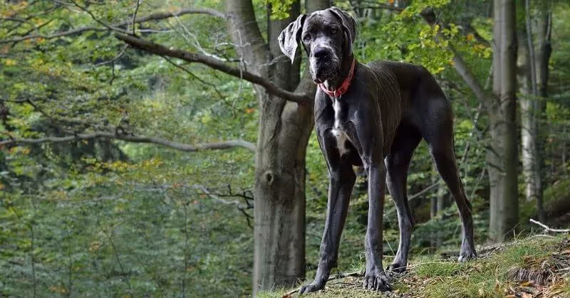 Chien molosse Dogue allemand