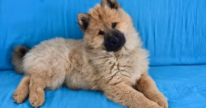 Chien Eurasier