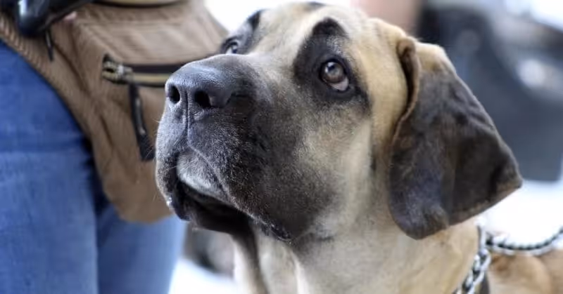 Chien molosse Fila Brasileiro