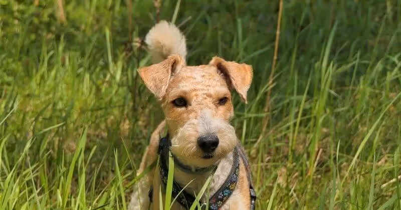 Chien joueur Fox Terrier