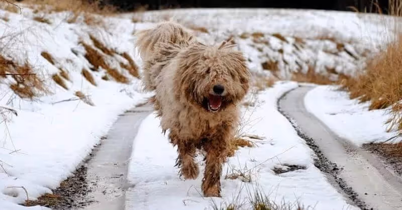 Le Komondor