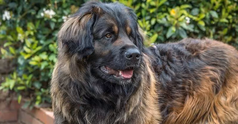 Chien Leonberger
