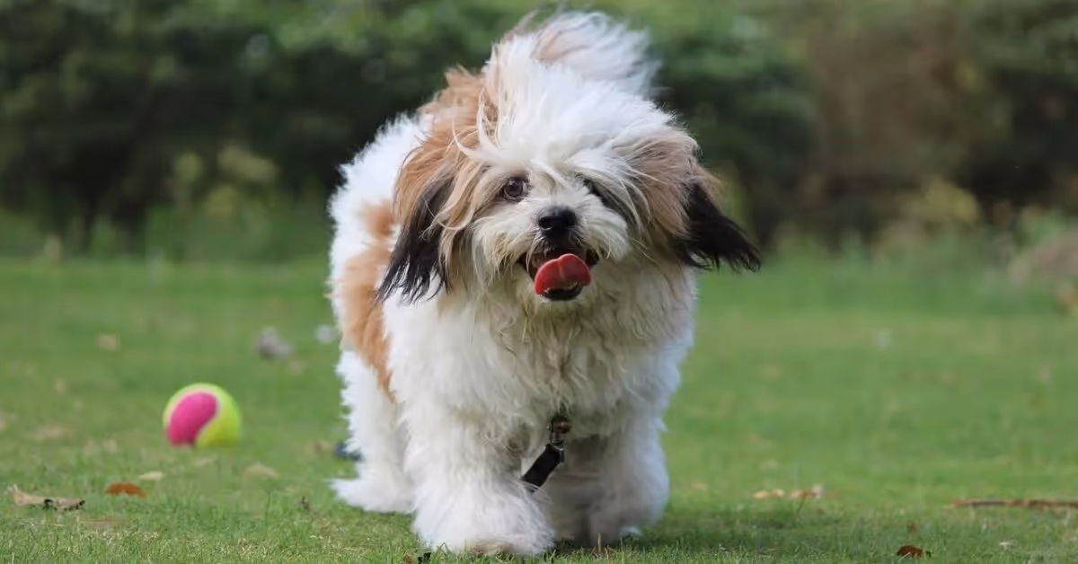 Chien Lhassa Apso