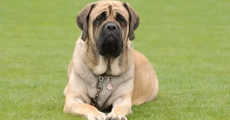 Chien molosse Mastiff