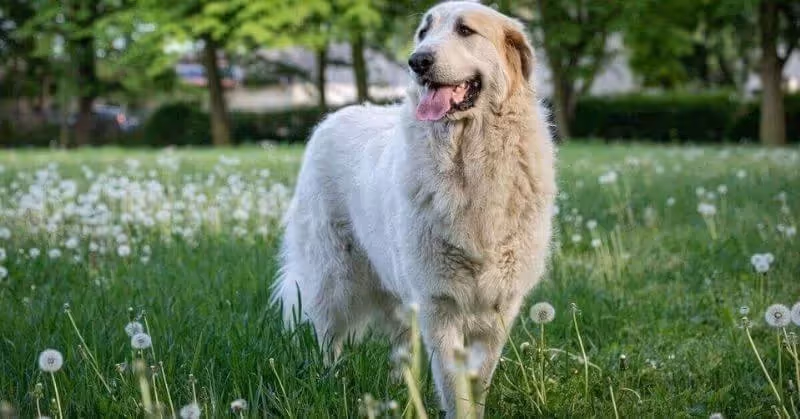 Chien de montagne des Pyrénées