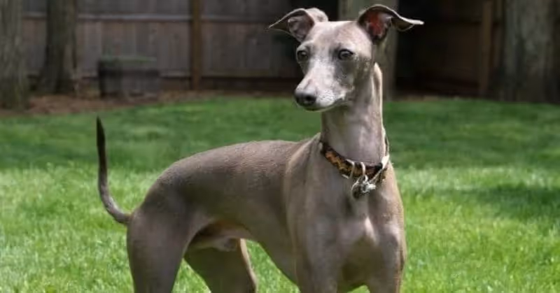 Chien petit lévrier italien