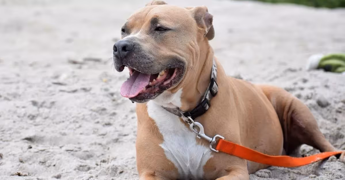 Chien Pit Bull