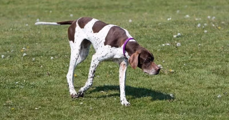 Pointer anglais