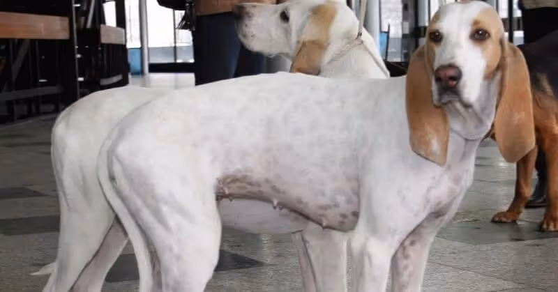 Chien d'origine française le Porcelaine