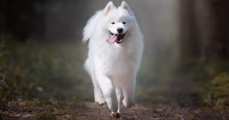 Chien Samoyède