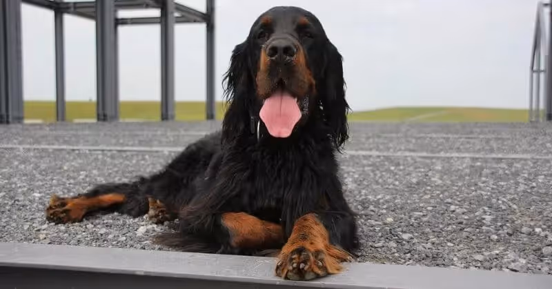 Chien Setter Gordon