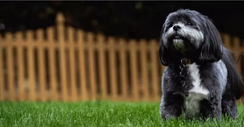Chien calme Shih Tzu