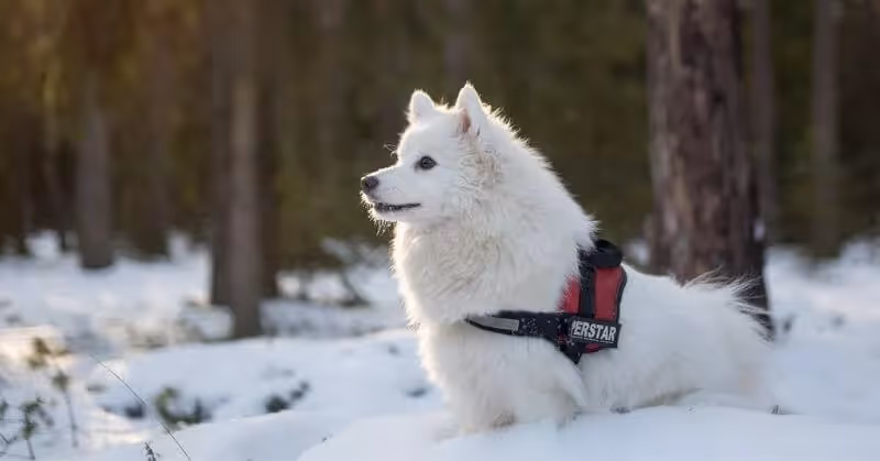 Chien Spitz japonais