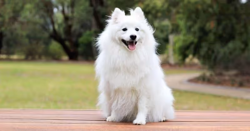 Le Spitz allemand