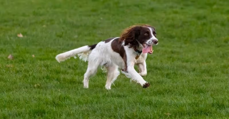 Chien Springer Spaniel