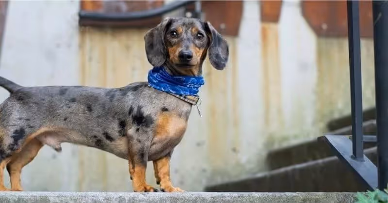 Chien Teckel
