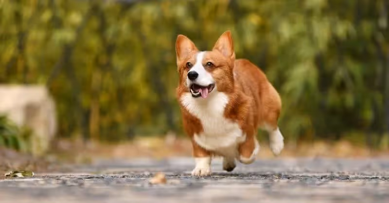 Chien Corgi