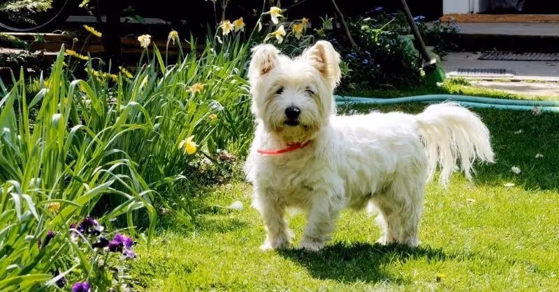 Chien Westie