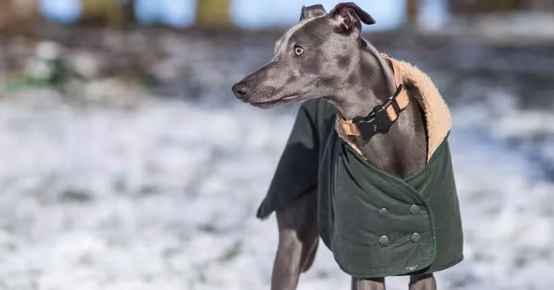 Chien calme Whippet