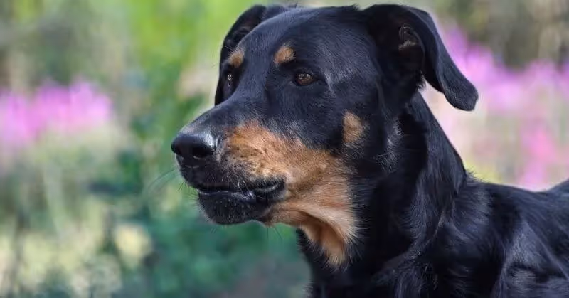 Chien Beauceron