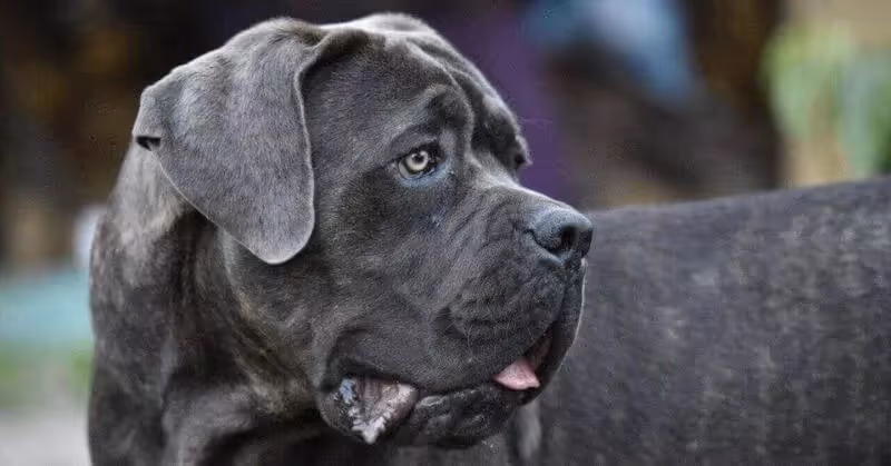Chien Cane Corso