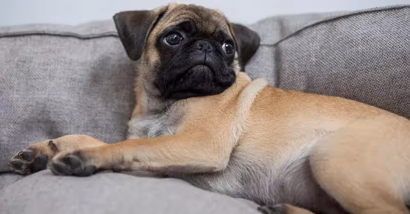 Chien affectueux Carlin