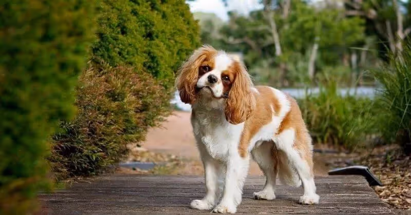 Le Cavalier King Charles