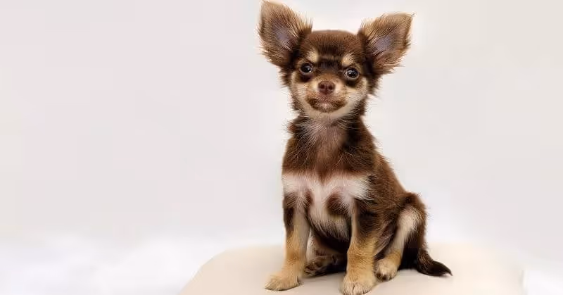 Chien Chihuahua