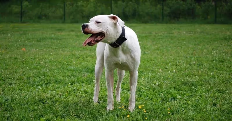 Chien Dogue argentin
