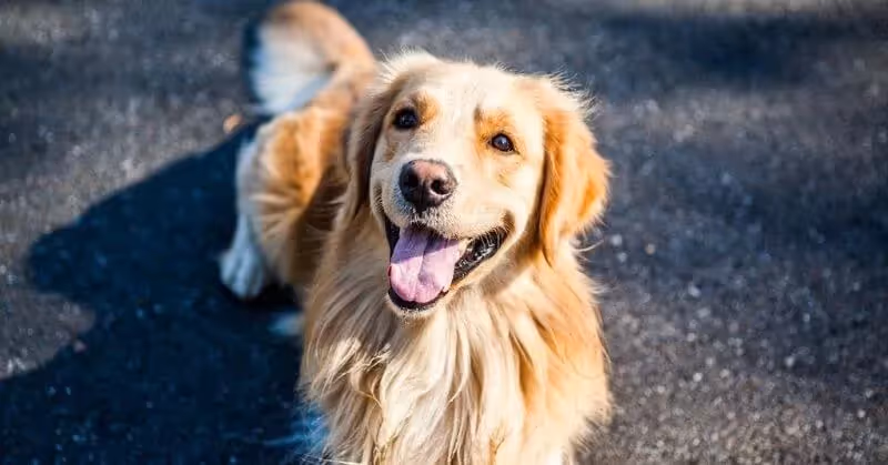 Chien affectueux Golden Retriever